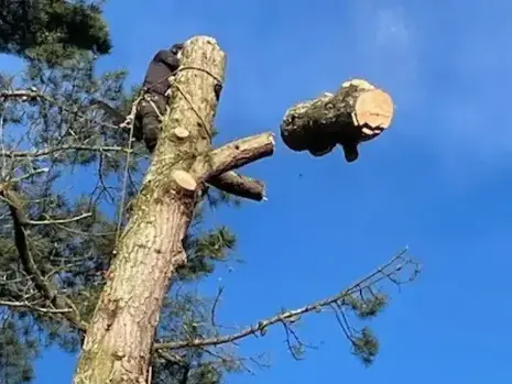 taille arbre à Bellevigny - image 2