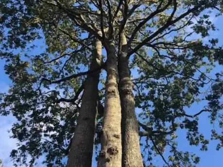 taille arbre à Bellevigny - image 3