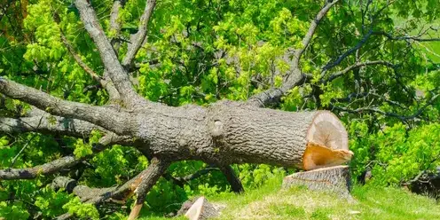 taille arbre à Bellevigny - image 4