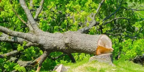 taille arbre Belleville-sur-Vie-1