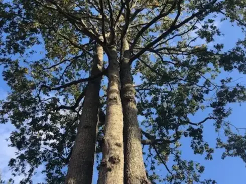 taille arbre à Belleville-sur-Vie - image 2