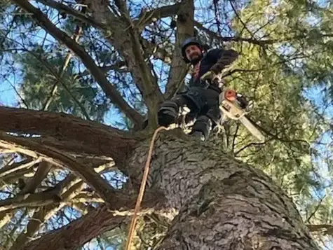 taille arbre à Belleville-sur-Vie - image 3