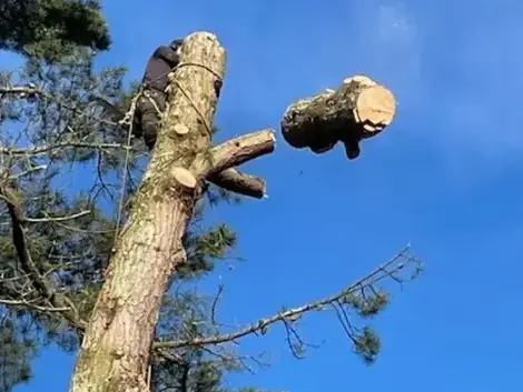 taille arbre à Belleville-sur-Vie - image 4