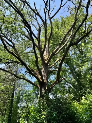 taille arbre Belleville-sur-Vie-5