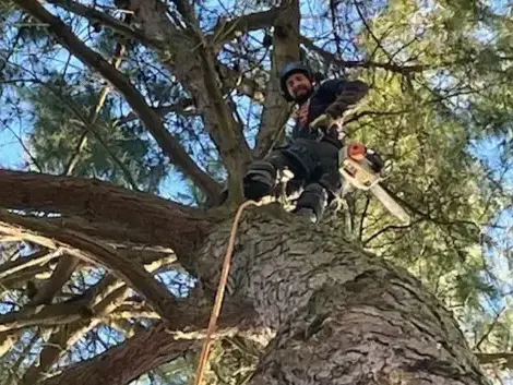 taille arbre Bretignolles-sur-Mer-1