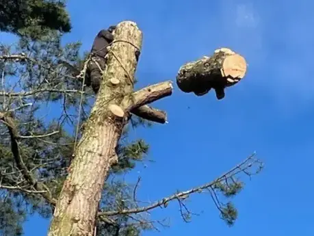 taille arbre à Bretignolles-sur-Mer - image 2