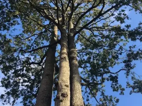 taille arbre à Bretignolles-sur-Mer - image 4