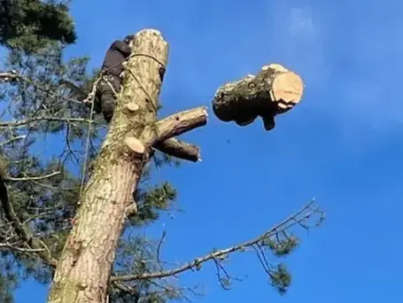 taille arbre Dompierre-sur-Yon-1