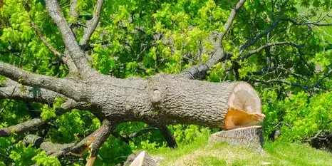 taille arbre à Dompierre-sur-Yon - image 2