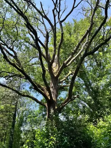 taille arbre à Dompierre-sur-Yon - image 3