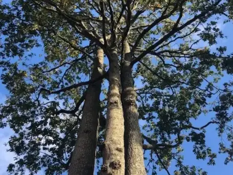 taille arbre Dompierre-sur-Yon-5