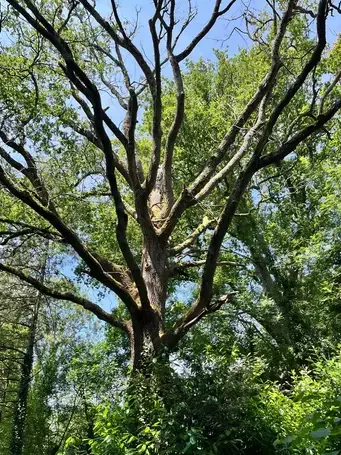 taille arbre Essarts-en-Bocage-1