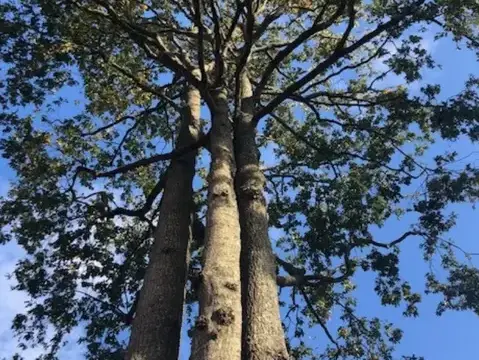 taille arbre à Essarts-en-Bocage - image 2