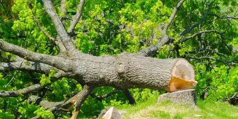 taille arbre à Essarts-en-Bocage - image 3