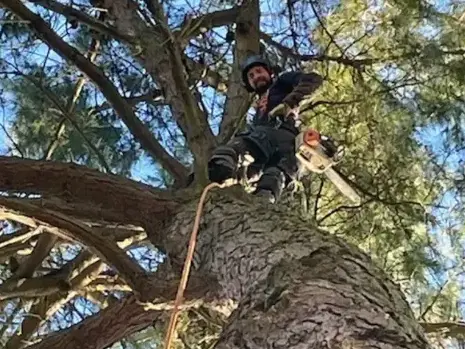 taille arbre Essarts-en-Bocage-5