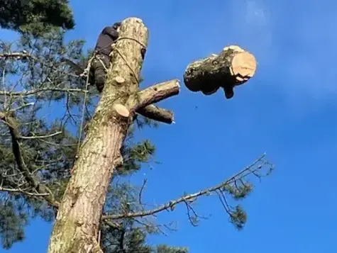 taille arbre La Ferrière-1