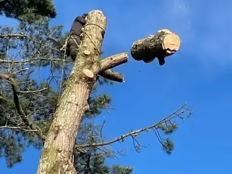 taille arbre Le Poiré-sur-Vie-1