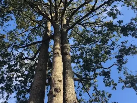 taille arbre à Le Poiré-sur-Vie - image 2