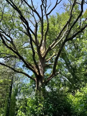 taille arbre à Le Poiré-sur-Vie - image 4