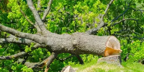 taille arbre Le Poiré-sur-Vie-5