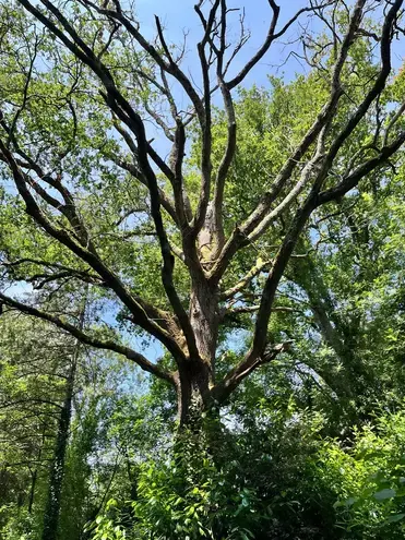 taille arbre à Les Essarts - image 2