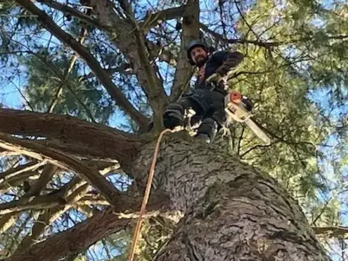 taille arbre à Les Essarts - image 3
