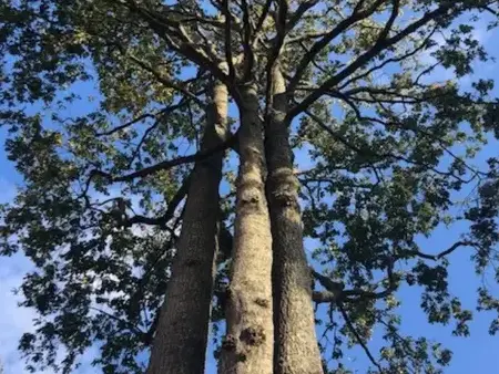 taille arbre à Les Essarts - image 4