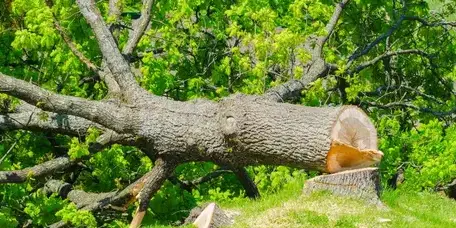 taille arbre Les Essarts-5