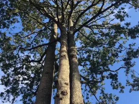 taille arbre Montaigu-1