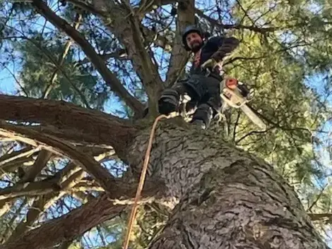 taille arbre à Montaigu - image 3