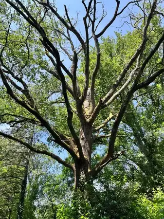 taille arbre à Montaigu - image 4