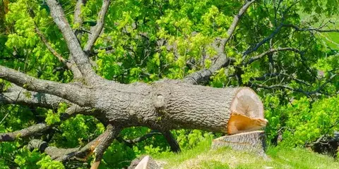 taille arbre Montaigu-5