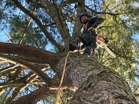taille arbre Montaigu-Vendée-1