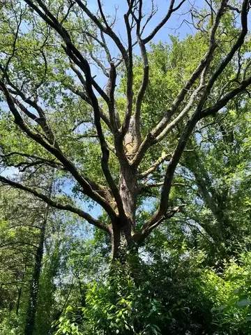 taille arbre à Montaigu-Vendée - image 4