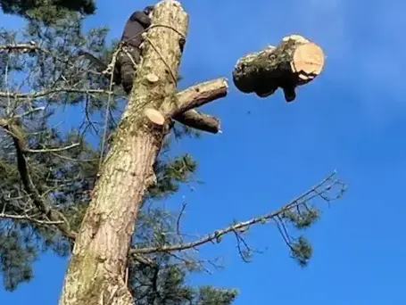 taille arbre Montaigu-Vendée-5
