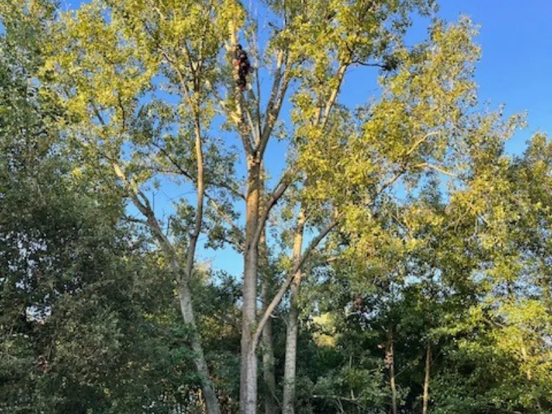 taille arbre montaigu vendee