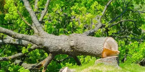 taille arbre à Saint-Gilles-Croix-de-Vie - image 2