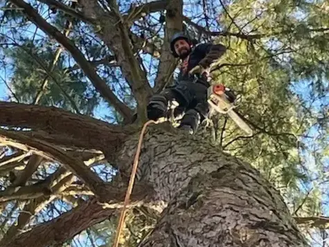 taille arbre à Saint-Gilles-Croix-de-Vie - image 4