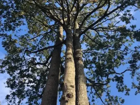 taille arbre Saint-Gilles-Croix-de-Vie-5
