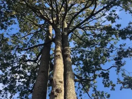 travail sur corde Aizenay-1