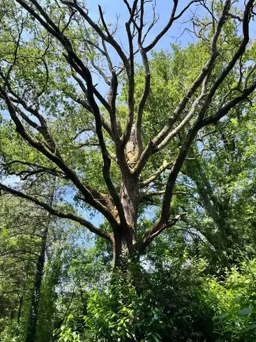 travail sur corde à Aizenay - image 2