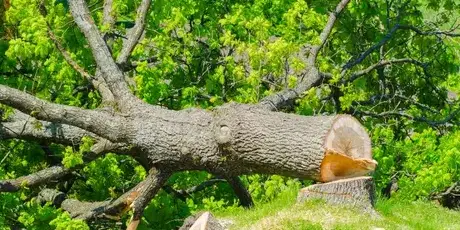 travail sur corde à Aizenay - image 4