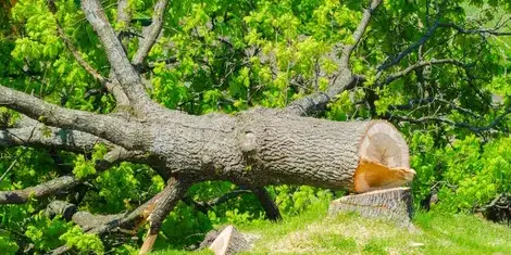 travail sur corde à Bellevigny - image 2