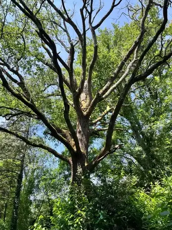 travail sur corde Belleville-sur-Vie-1