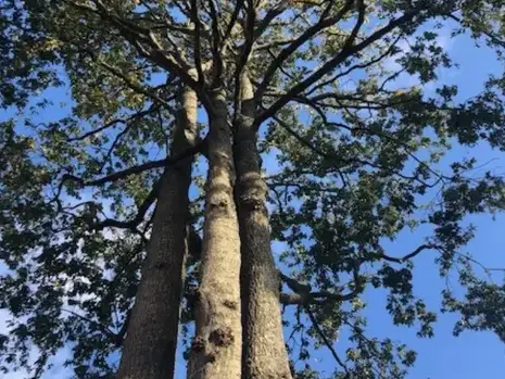 travail sur corde à Belleville-sur-Vie - image 3