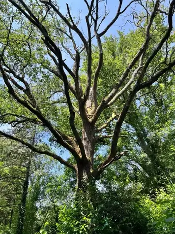 travail sur corde à Bretignolles-sur-Mer - image 2