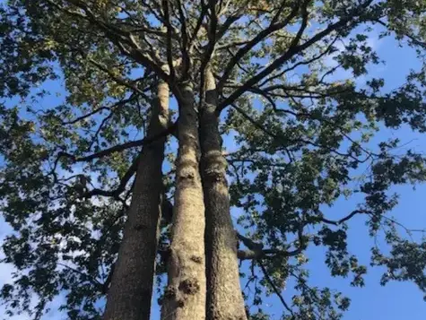 travail sur corde à Bretignolles-sur-Mer - image 4
