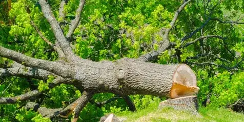 travail sur corde à Dompierre-sur-Yon - image 2