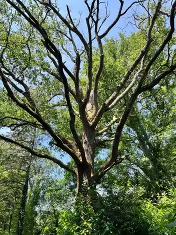 travail sur corde à Dompierre-sur-Yon - image 3