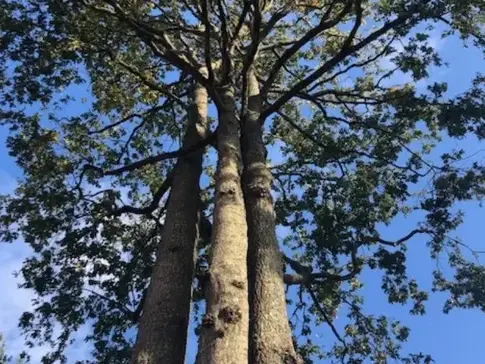travail sur corde à Dompierre-sur-Yon - image 4